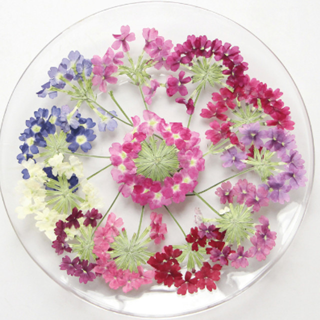 Verbena-Natural Dried Flowers with Stems Specimen, Scented Candles  Decoration, Free Shipping, 1000Pcs - AliExpress